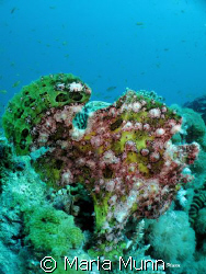 This was the most multi-coloured frogfish that I had ever... by Maria Munn 